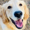 Foto de perro