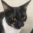 Foto de gato