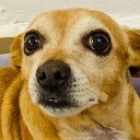Foto de perro