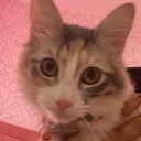 Foto de gato