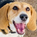 Foto de perro