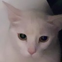 Foto de gato