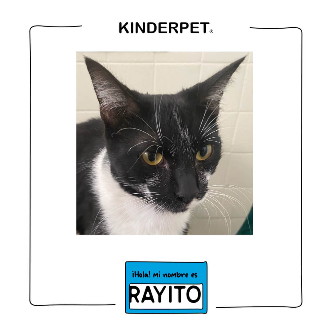 Foto de gato Rayito