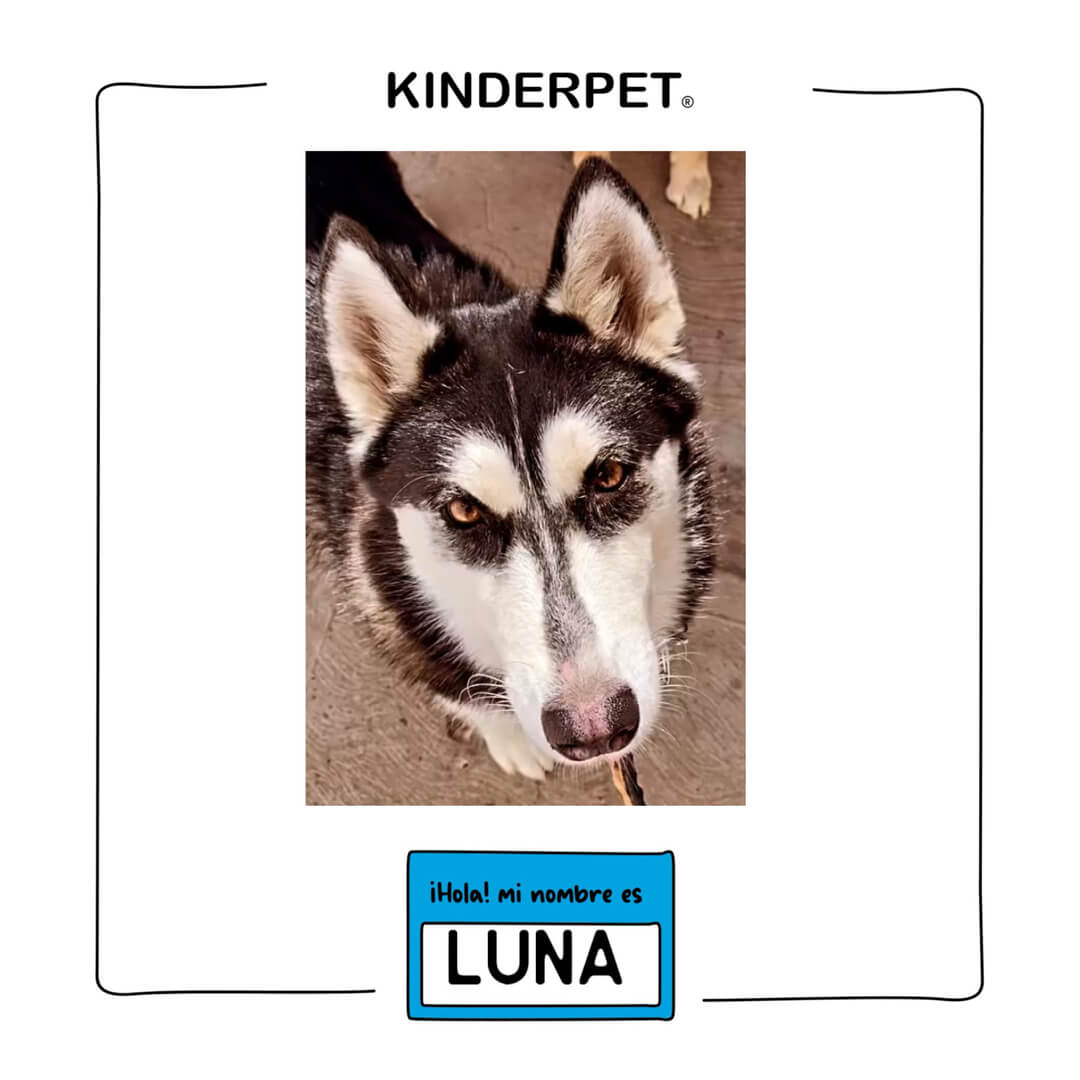 Foto de perra Luna