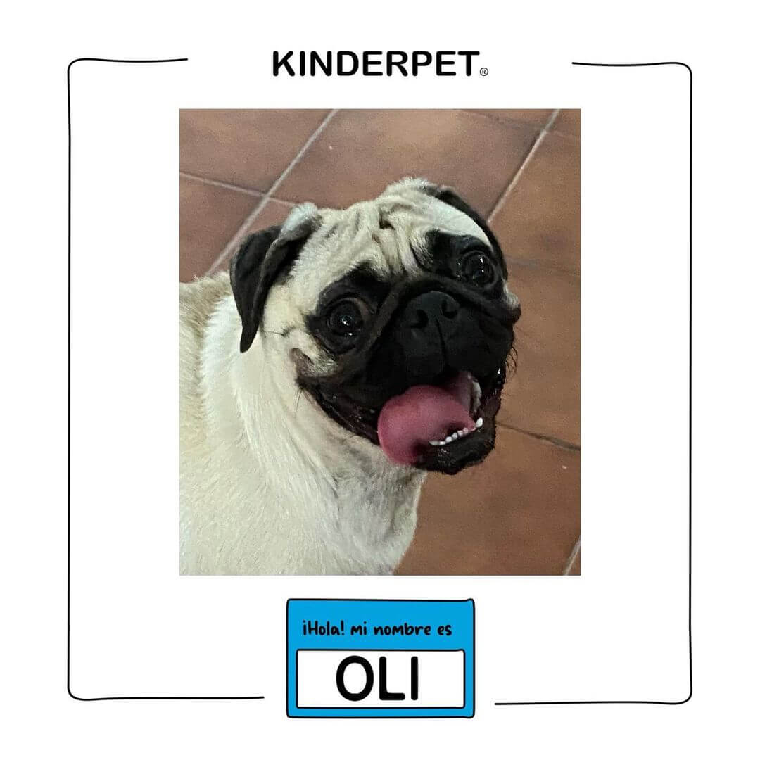Foto de perro Oli