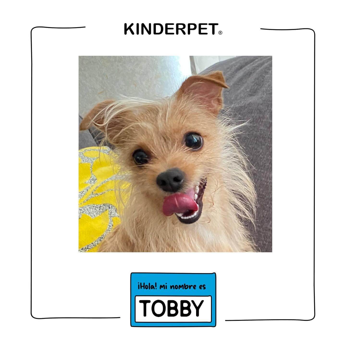 Foto de perro Tobby