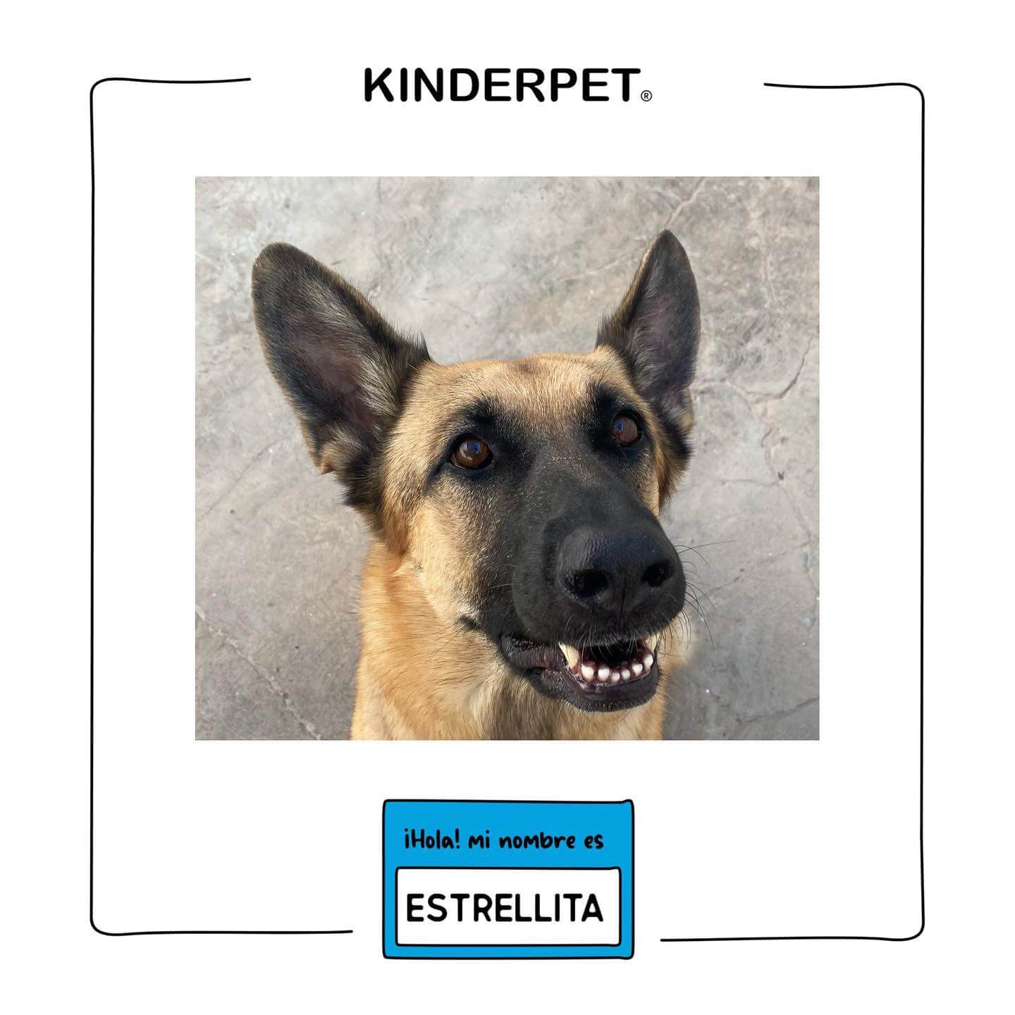 Foto de perra Estrellita