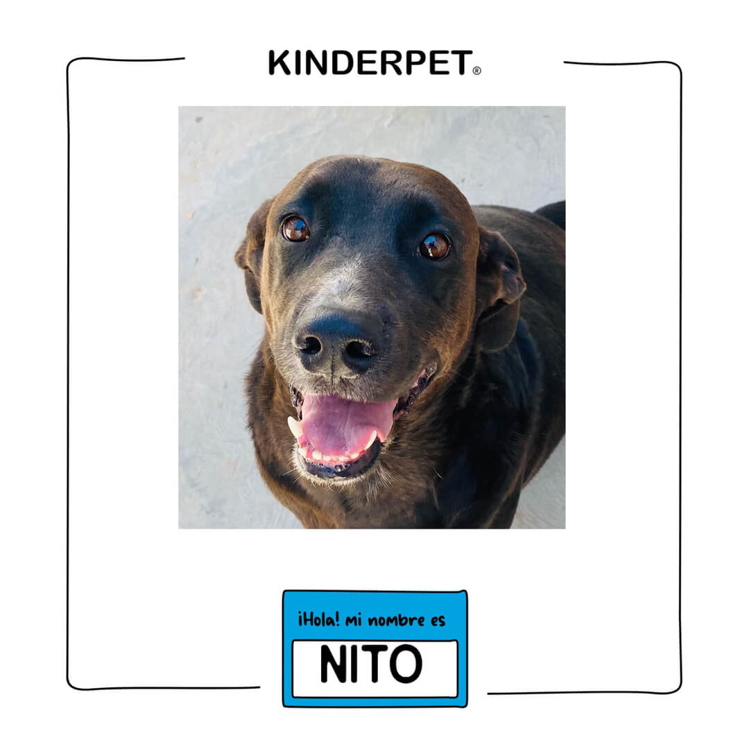 Foto de perro Nito