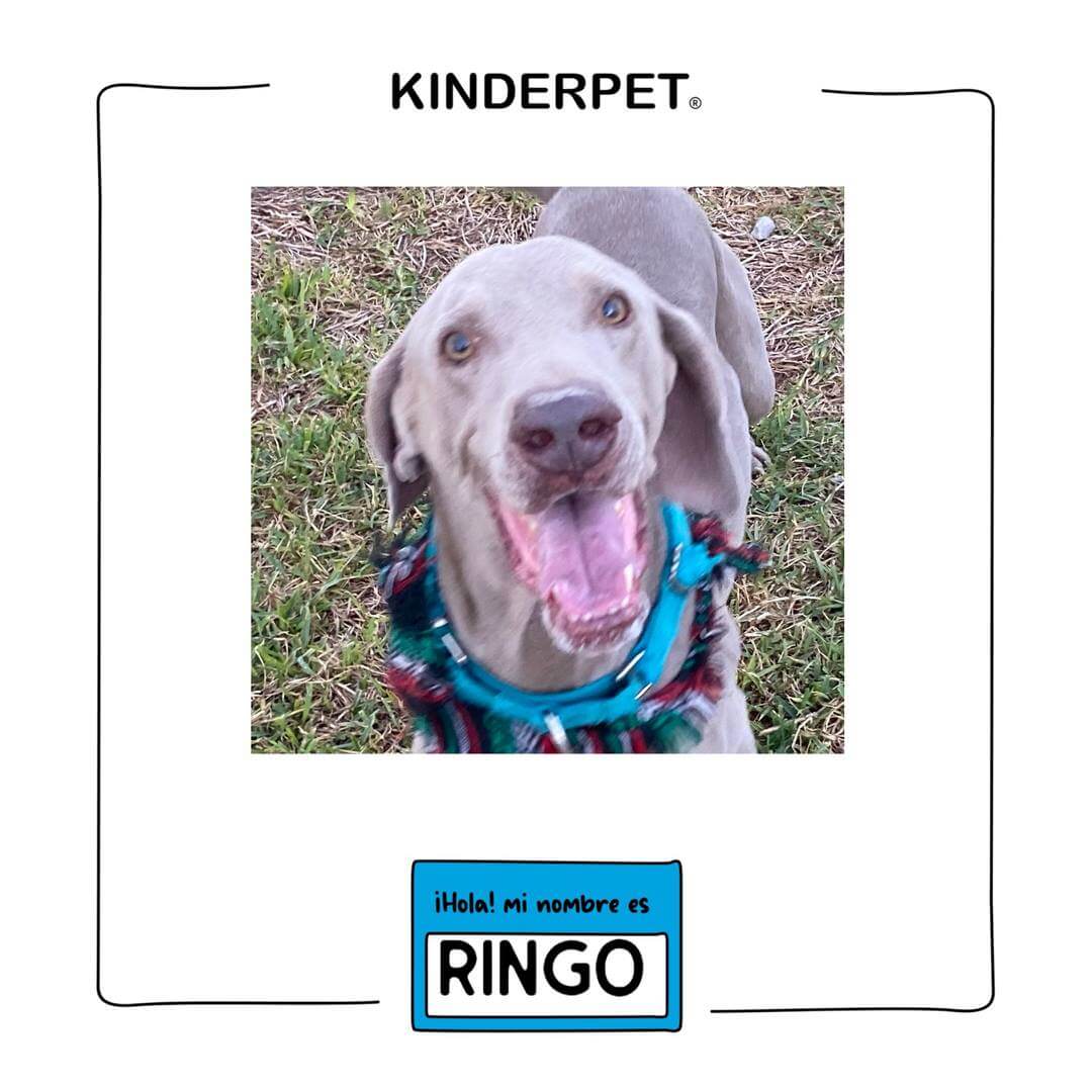 Foto de perro Ringo