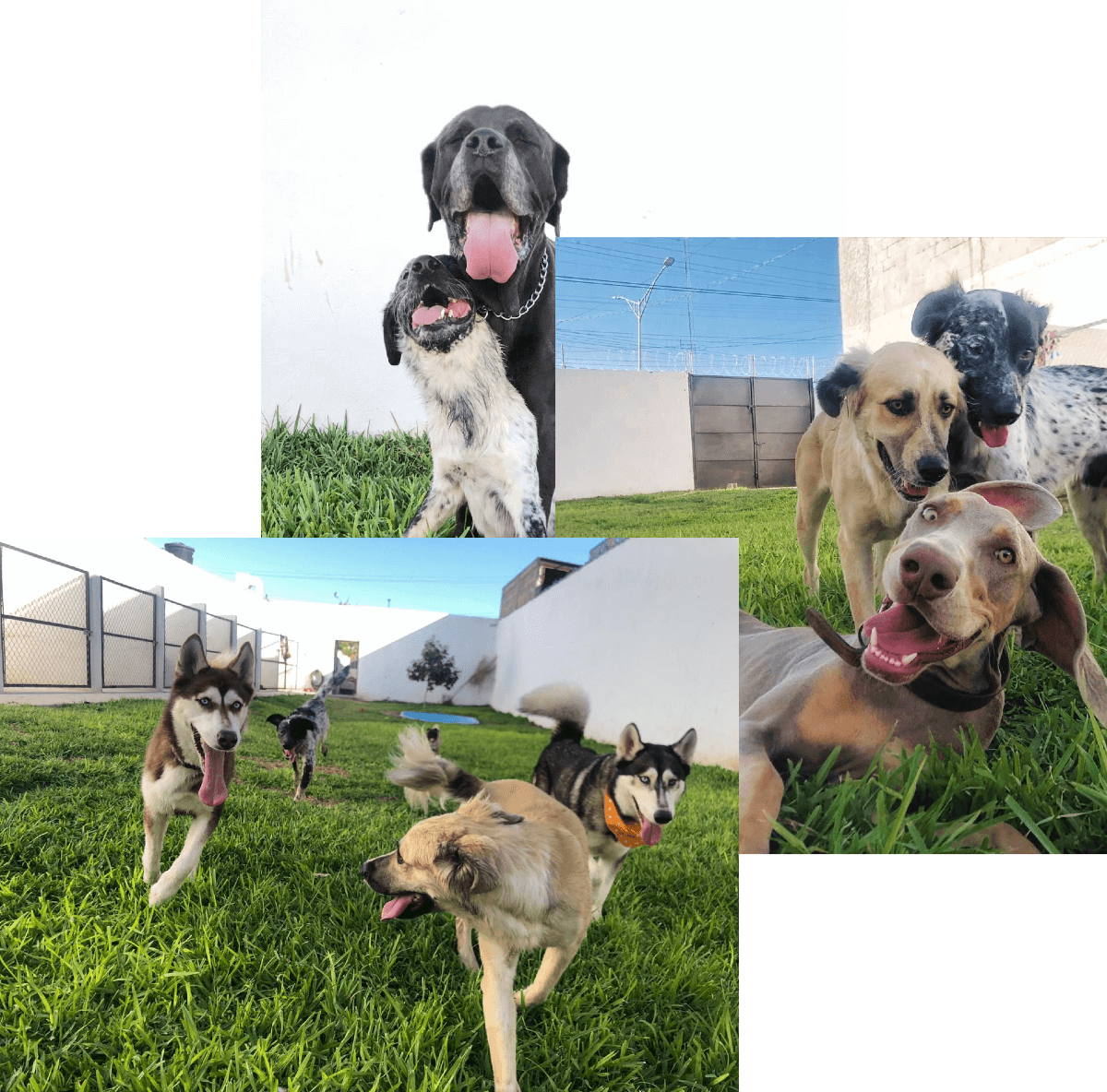 3 fotos encimadas de perros sonriendo y jugando